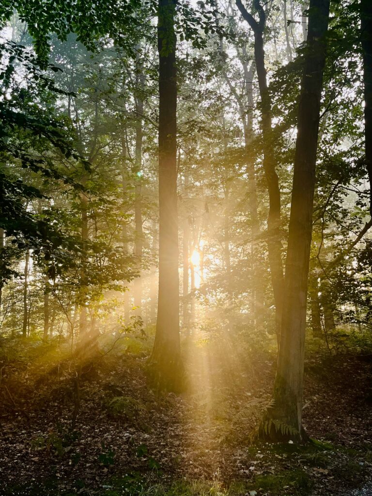 Saksi Kehilangan Hutan — bukan satu testimoni-Foto Oleh, michael-bakker-feHCb74nibY-unsplash