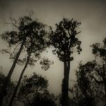 pohon di hutan